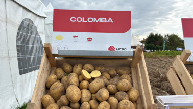 Colomba is volgens HZPC Europees marktleider in het verssegment