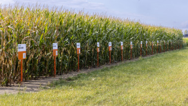 Verschillende rassen KWS mais in een veld