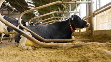 Een koe ligt in de stal