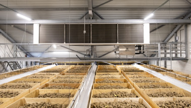 Een schuur met aardappelen in de bewaring