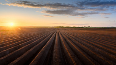 Zonsondergang op vers gepoot aardappelland