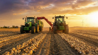 Twee trekkers oogsten uien op een akker bij zonsondergang, met rijen uien op de voorgrond en windmolens in de verte.