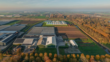 Een overzichtsfoto van een Nederlandse bloembollen- en bolbloemenkwekerij