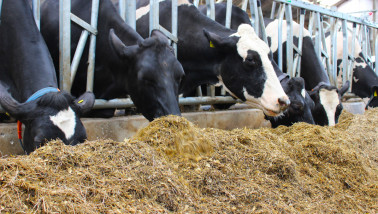 Koeien eten kuilvoer aan het voerhek in een ligboxenstal