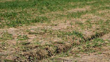 Droogte in wintertarwe in Oklahoma