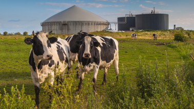 Koeien voor biogasinstallatie