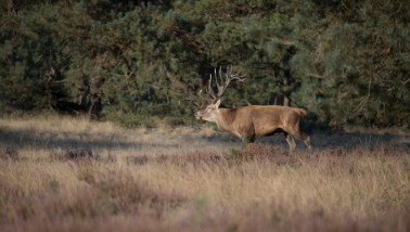 Edelhert op de Veluwe