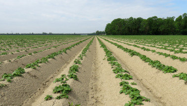 Rows of potatoes in a field
