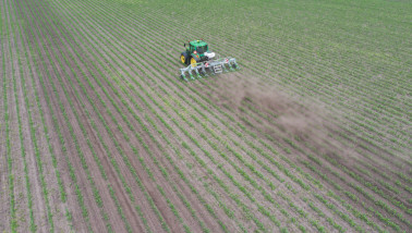 Tractor schoffelt tussen jonge maïsrijen op een akker