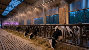 Koeien in een stal