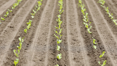 Rijen met ijsbergsla plantjes op een akker