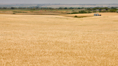 Prairie in Saskatchewan Canada voor de oogst