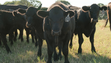 Vleesvee op een ranche in Texas