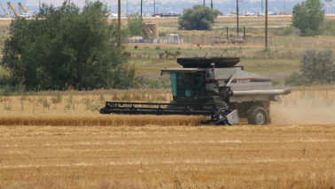 Gleaner combine in de tarwe