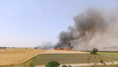 Brand in tarwe