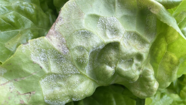 Ziekteverwekker Bremia lactuca in sla