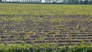 Droogte in aardappelen