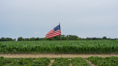 Amerikaanse vlag voor een perceel maïs