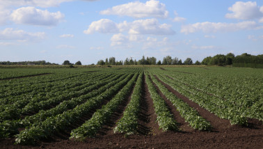 Aardappelgewas in het Verenigd Koninkrijk