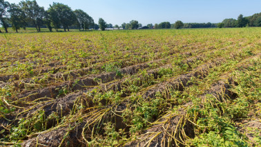 Droog perceel aardappelen die aflaten