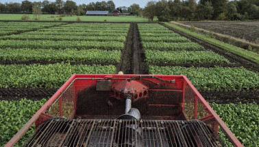 Oogstmachine aan het werk op een groen landbouwveld.