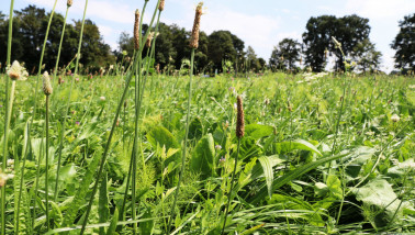 Bloemrijk grasland met weegbree en diverse wilde planten in de zomerzon.