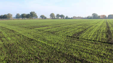 Ingezaaid grasland met bomen en een blauwe lucht op de achtergrond