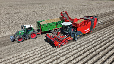 Aardappelrooier oogst aardappelen naast een tractor met volle kiepwagen.