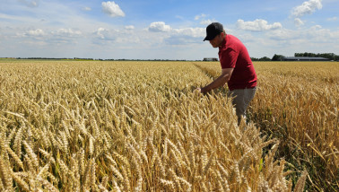 Een Limagrain adviseur staat in een veld met wintertarwe