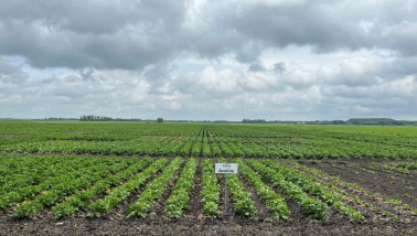 Avebe proefveld