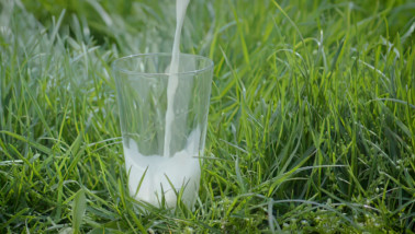 Glas melk in het gras