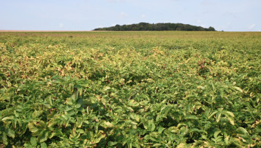 Aardappelen in Frankrijk