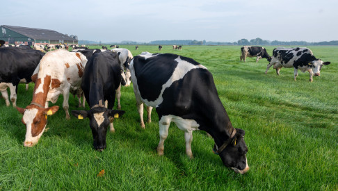 FrieslandCampina gaat weidegang anders belonen