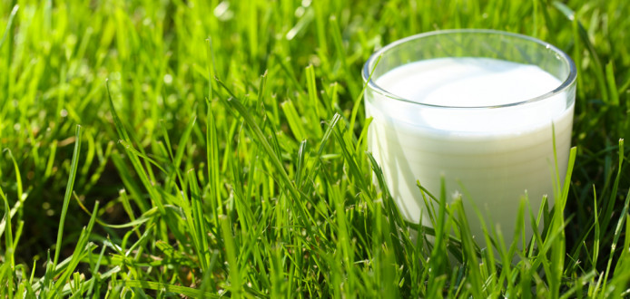 verre de lait consommateur produits laitiers