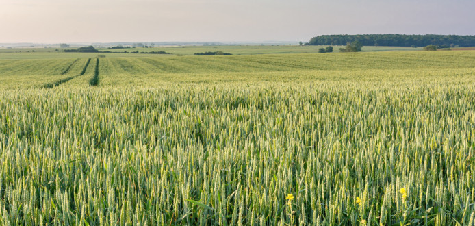 akkerbouw frankrijk tarwe - agri graan - agri