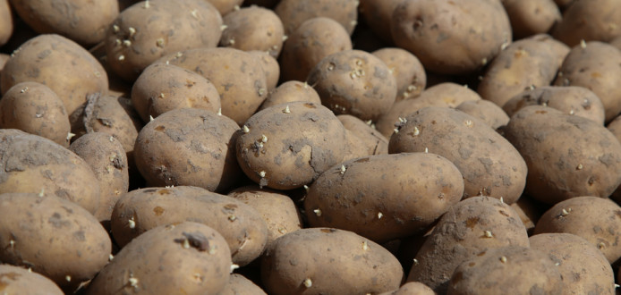 aardappelen pootgoed Fontane