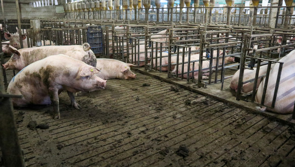 varkenshouderij varkensstal varkens - agri