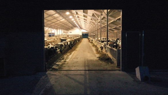 melkveebedrijf koeienstal