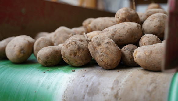 Oogst van aardappelen, akkerbouw