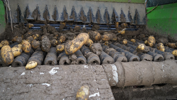 Oogst van aardappelen, akkerbouw