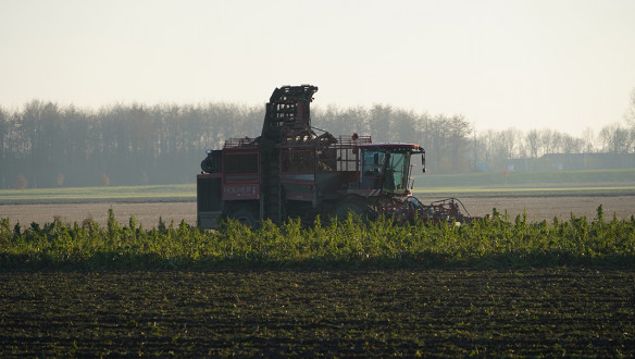 Bietenoogst op het land, waarbij suikerbieten worden geoogst.