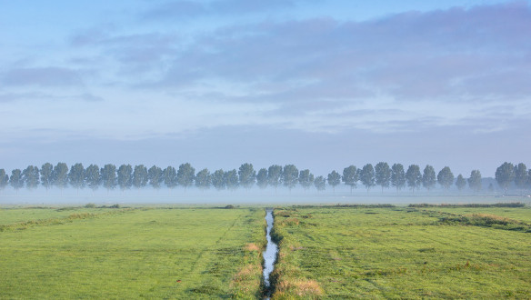 Grasland behorend bij een melkveehouderij, gebruikt voor beweiding of ruwvoerproductie.