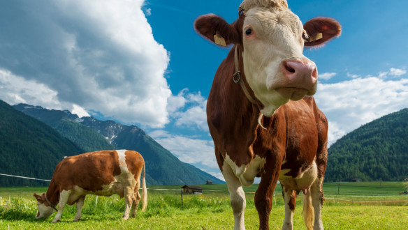 Duitse zuivel ziet oplopende spanning in melkmarkt