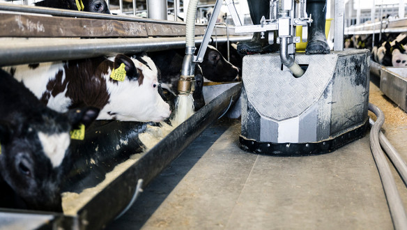 kalf voeren Van Drie Group