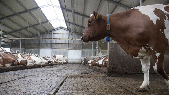 koeien koeienstal mest