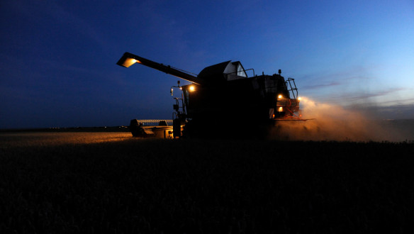 Tarweoogst in het donker op het land, waarbij het rijpe tarwe wordt geoogst.