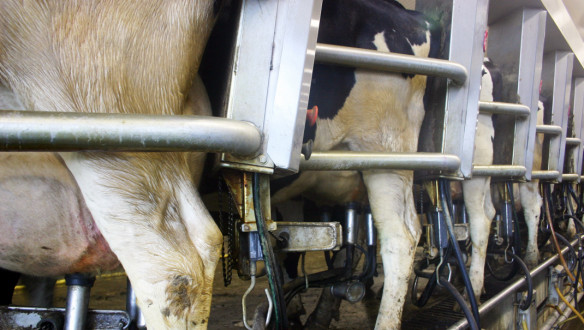 Koeien staan in een rij in de melkput om gemolken te worden.