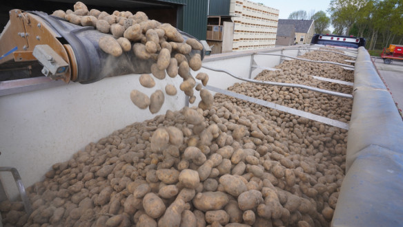 Vers geoogste aardappelen, verzameld en klaar voor transport