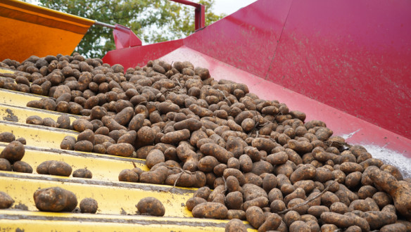 Vers geoogste aardappelen, klaar voor opslag of verwerking.