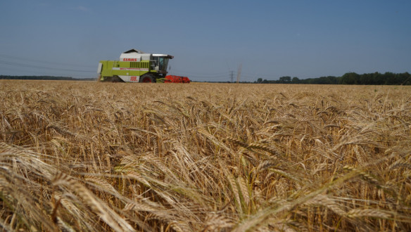 Tarweoogst op het land, waarbij het rijpe tarwe wordt geoogst.